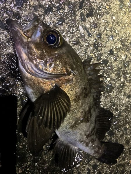 やっと春を告げてくれた